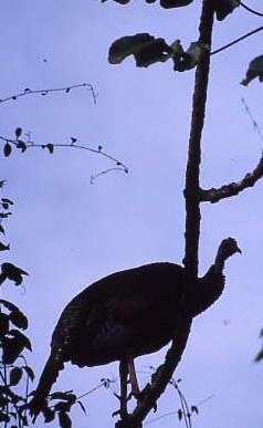 Roosting Ocellated Turkey