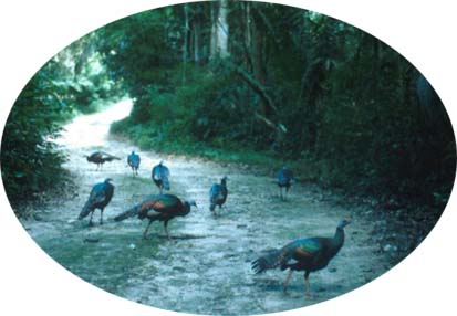 Ocellated Turkeys Gathering on a Path in Belize