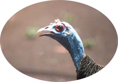 The Head of a Hen Showing No Crown