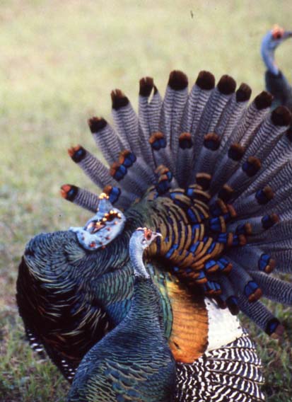 The Strutting Gobbler Orients His Tail to Display its "Eyes" to the Hen 